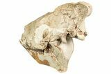 Fossil Running Rhino (Hyracodon) Skull - South Dakota #241156-4